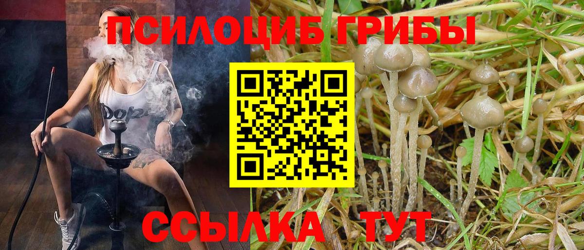 Сочи  Псилоцибиновые грибы Psilocybine cubensis  Вход с VPN 